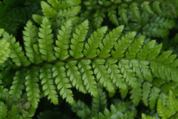 Polystichum polyblepharumGlansnaaldvaren bestellen